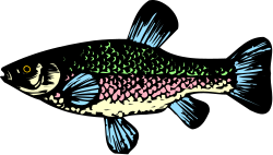 Fish Clipart on Black Background - Stunning Aquatic Visuals
