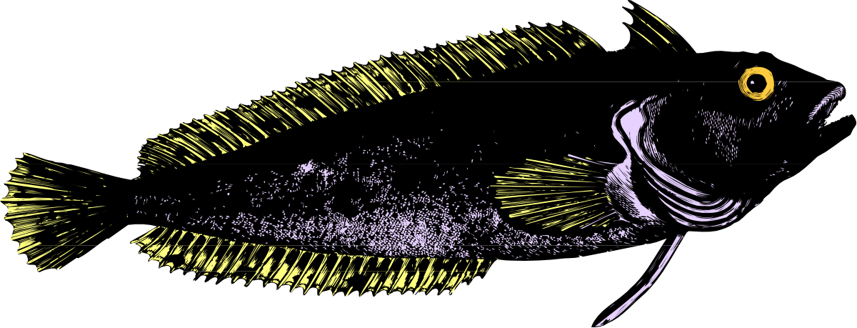 a fish with yellow eyes clip art png transparent Yellow-Eyed Fish Clipart - Stunning Aquatic Illustration