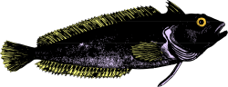 Yellow-Eyed Fish Clipart - Stunning Aquatic Illustration