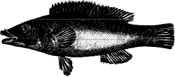 Black and White Fish Clipart on Dark Background - Perfect for Your Designs