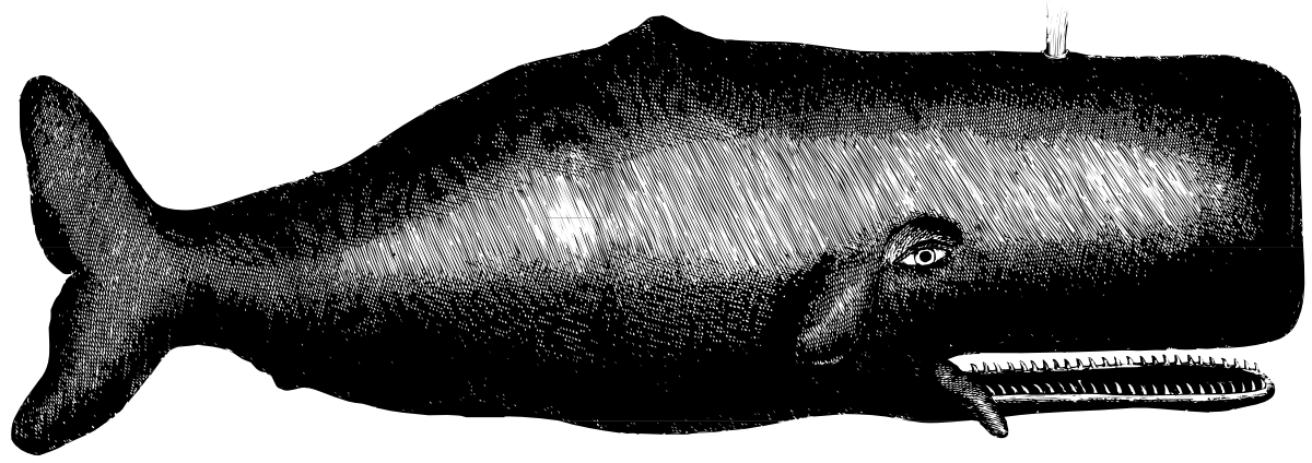 Shark Clipart Drawing - Black and White Design for Creative Projects