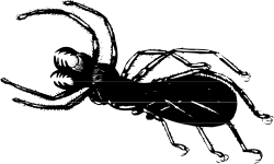 Black and White Spider Clipart for Distinctive Designs