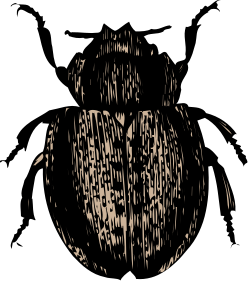Black and White Owl Clipart Against Dark Background