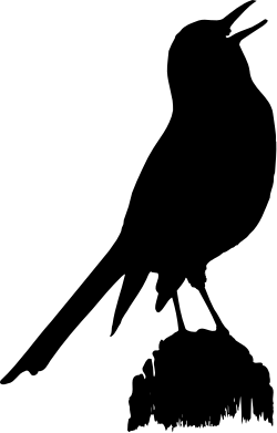 Black and White Cat Clipart  Elegant Feline Illustration