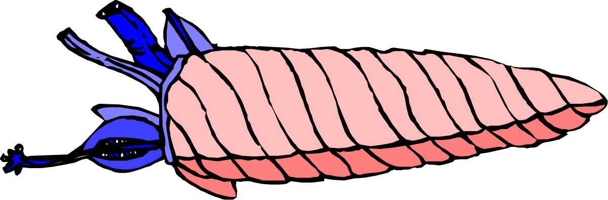 Human Body Illustration: Detailed Long and Thin Clipart