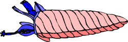 Human Body Illustration: Detailed Long and Thin Clipart