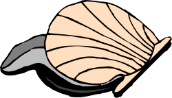 Shell Inside Shell Clipart - Unique Marine Illustration