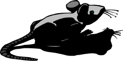 Black and White Cat Sitting on Ground Clipart