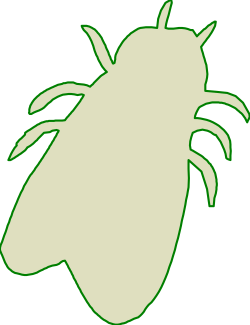 Bug on Black Background - Intricate Clipart Illustration