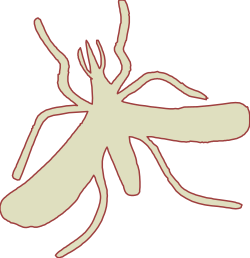 Brown and White Insect on Black Background Clipart