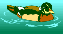 Duck Floating on Calm Water - Vibrant Nature Clipart