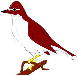 Red and White Beak Bird Clipart - Vibrant Nature Illustration