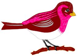 Red Bird with White and Gray Feathers - Stunning Clipart Collection