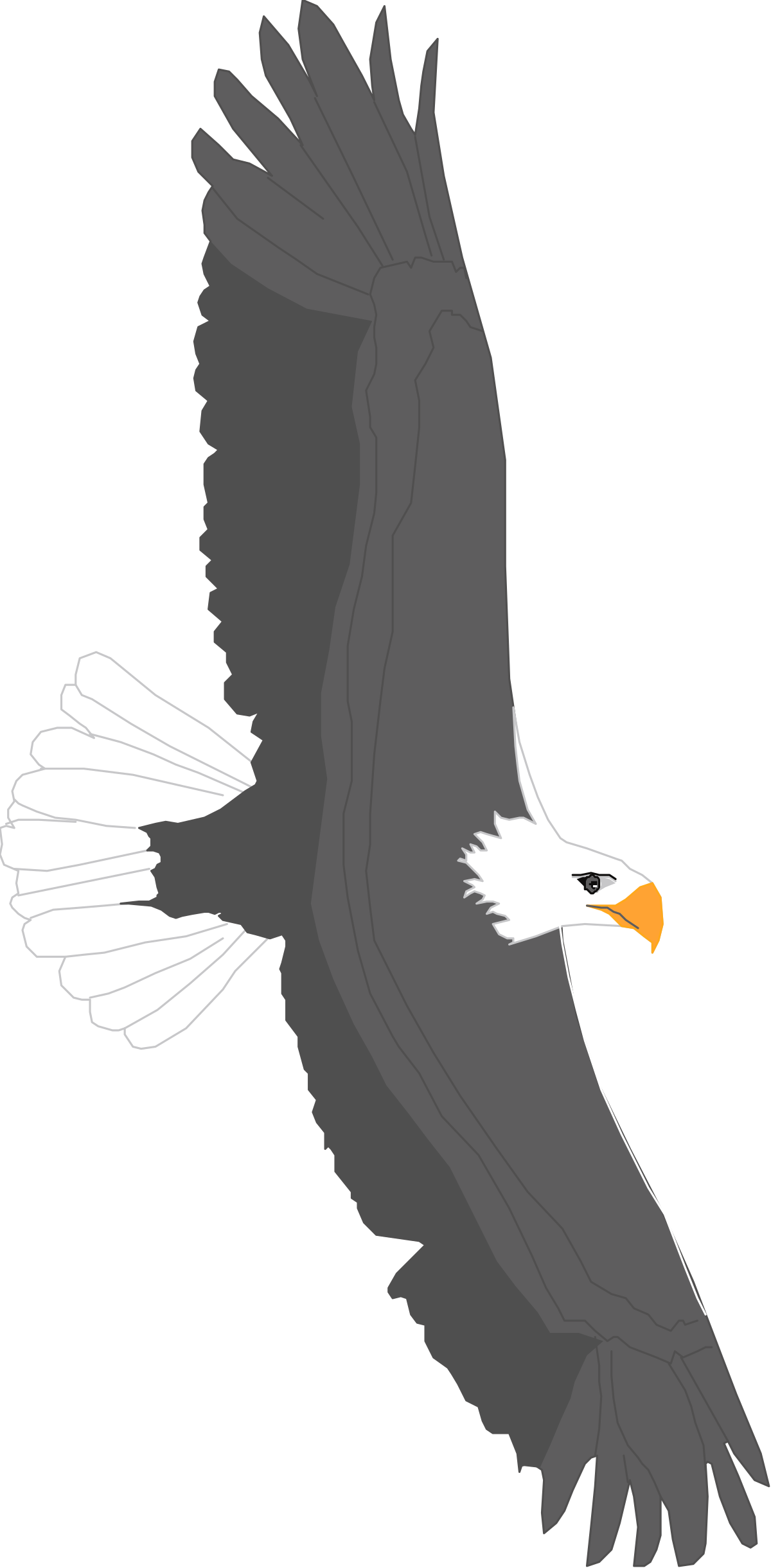 Eagle Flying in the Sky - Stunning Clipart for Nature Lovers