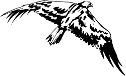 Bird Flying in the Air with Spread Wings Clipart
