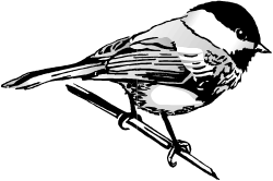 Black and White Bird Clipart - Elegant Avian Silhouette for Diverse Uses