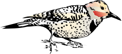 Red Beak Bird Clipart with Black Spots for Your Projects