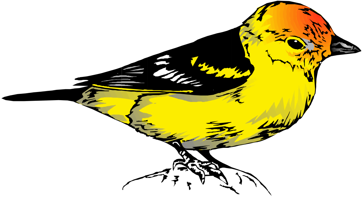 Yellow Bird on Black Background Clipart - Vibrant Illustrations for Every Project