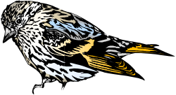 Bird Perched on Black Background - Eye-Catching Clipart for Creative Projects