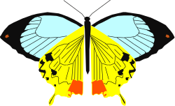 Butterfly Clipart: Stunning Two-Winged Butterfly Designs for Creative Projects