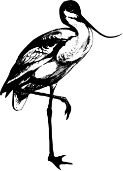 Black and White Bird on Tree Clipart: Elegant Simplicity