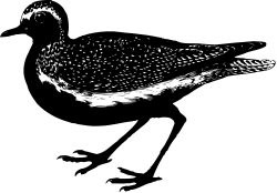 Black and White Bird Perched on a Black Surface Clipart