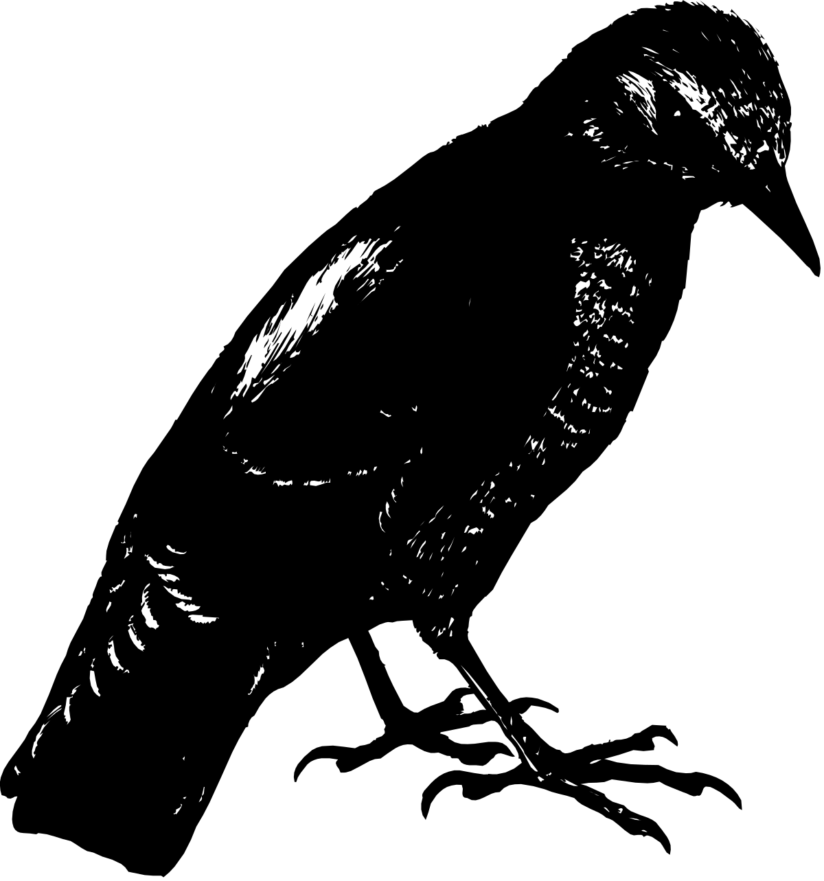 Bearded Man Clipart - Black and White Illustration