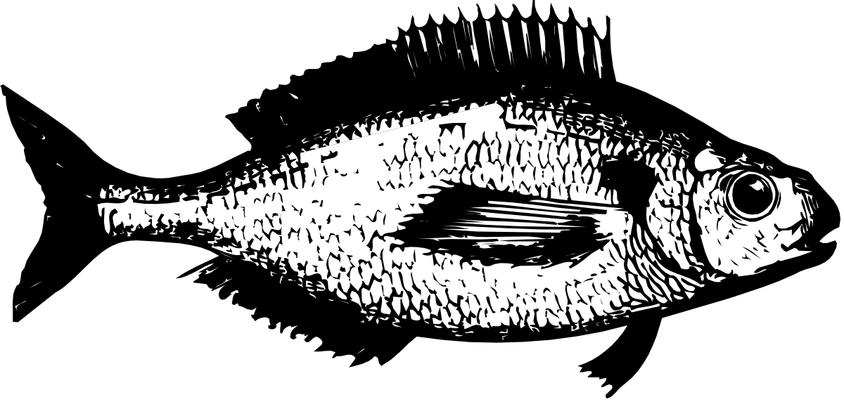 a fish with a black background clip art png transparent Fish Clipart on Black Background - Vibrant and Eye-Catching Design