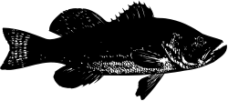 Black and White Cat Laying on the Ground - Adorable Clipart for Your Projects