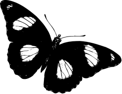 Black and White Butterfly Silhouette - Elegant Clipart for Any Project