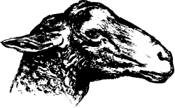 Black and White Sheep with White Face Clipart for Creative Use