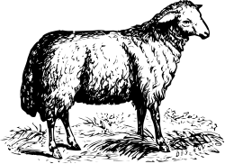 Black and White Sheep Standing on Black Background - Stylish Clipart