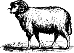 Goat Standing on Black Background - Premium Clipart for Unique Designs