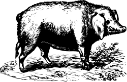 Pig Standing in Grass Clipart - Perfect for Farm Scenes