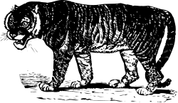 Black and White Tiger Standing on a Rock - Stunning Wildlife Clipart