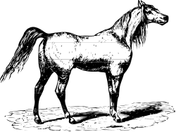 Horse in the Dark: Captivating Clipart for Your Projects