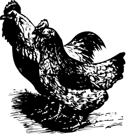 Black and White Bird on Black Background Clipart