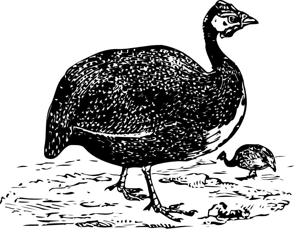 a black and white drawing of a bird clip art png transparent Black and White Bird Clipart Drawing for Elegant Designs