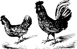 Black and White Drawing of Two Birds - Elegant Clipart Collection