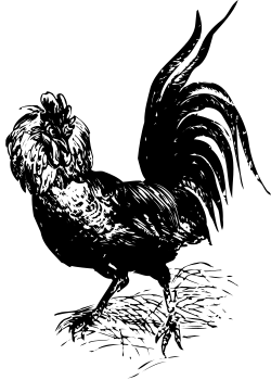 Rooster Clipart: Stunning Black and White Drawing for Every Occasion