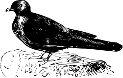 Bird on Tree Branch Clipart - Nature's Delight