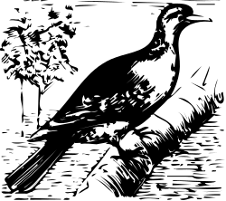 Black and White Bird on Branch Clipart - Elegant Nature Illustration