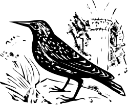 Bird on Branch in Dark Scene - Enchanting Clipart for Your Projects