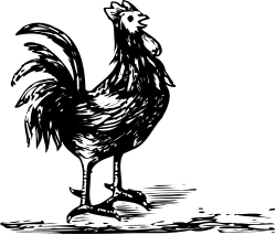 Black and White Rooster on Dark Background Clipart