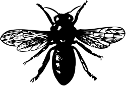 Black and White Butterfly on Dark Background - Stunning Clipart