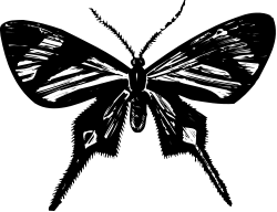 Black and White Butterfly on Black Background Clipart