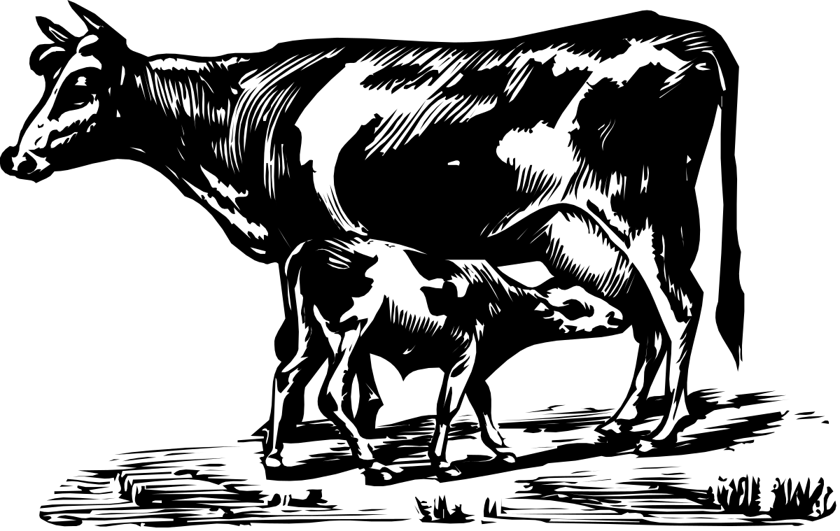 Cow in the Dark: Stunning Clipart Illustration
