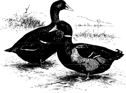 Duck Clipart: Stunning Black and White Drawing