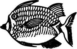Fish Clipart with Black Background for Vibrant Designs