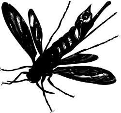 Bird Clipart: Stunning Black and White Avian Illustrations